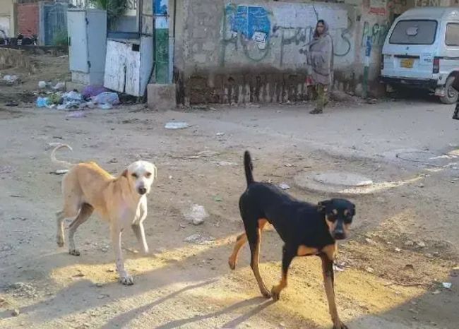 Rabies Claims Another Life in Lahore: Warning Sirens Sound Over Dog-Bite Delays